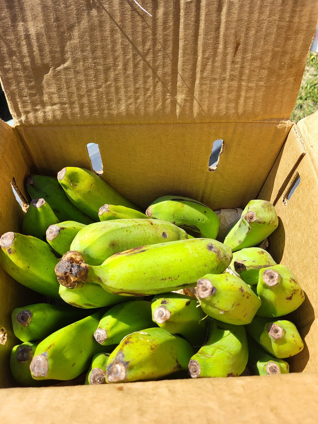 Customer photo review of Banana Variety Box