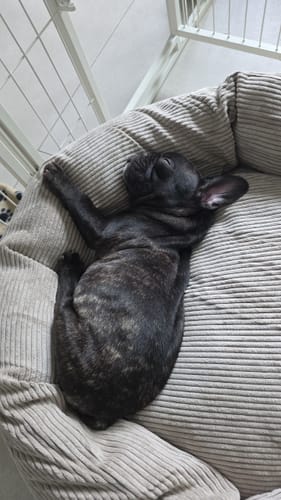 Customer photo review of Staey - Luna 3.0 Hundeseng, Dune Fløjl