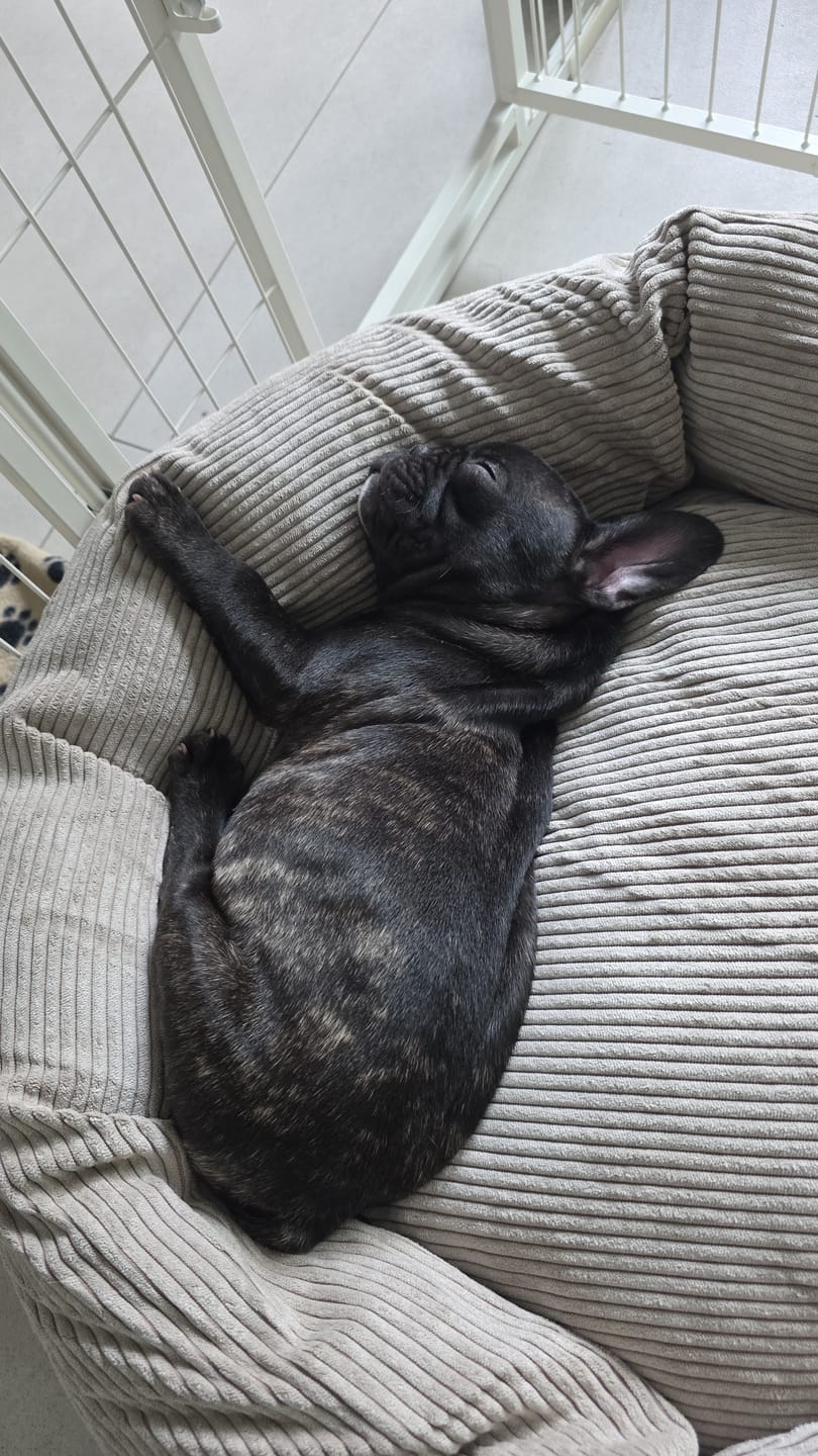 Customer photo review of Staey - Luna 3.0 Hundeseng, Dune Fløjl