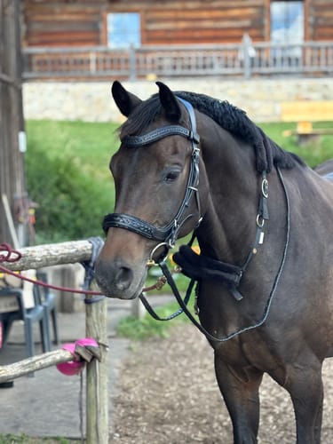 Customer photo review of Trense Midnight