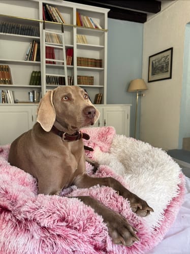 Valentin A. review of Lit Cocon Thérapeutique Pilcozy™️ image 1 out of 1