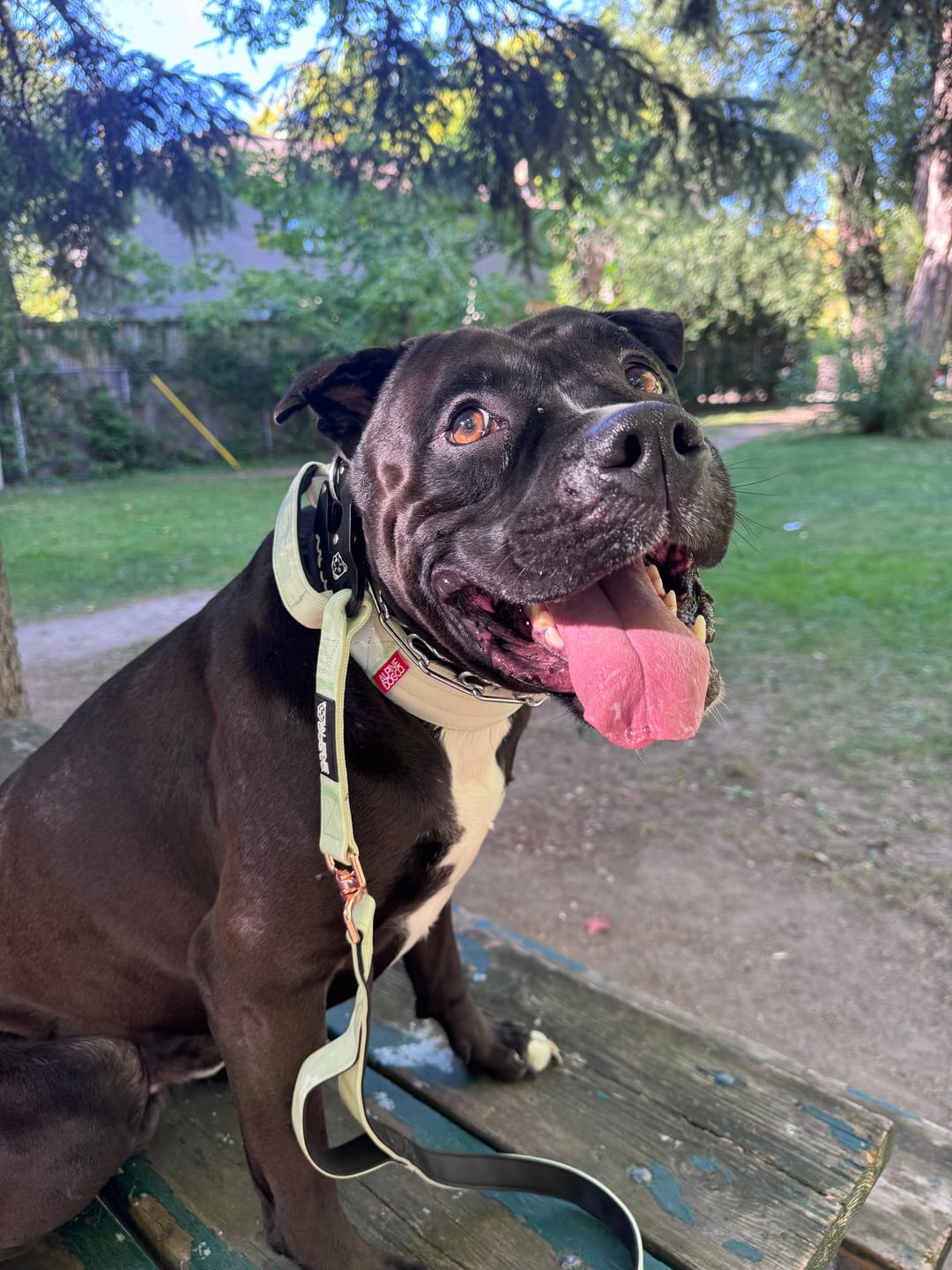 Customer photo review of 2" Tacti Luxe Dog Collar - Rose Gold - Honeydew