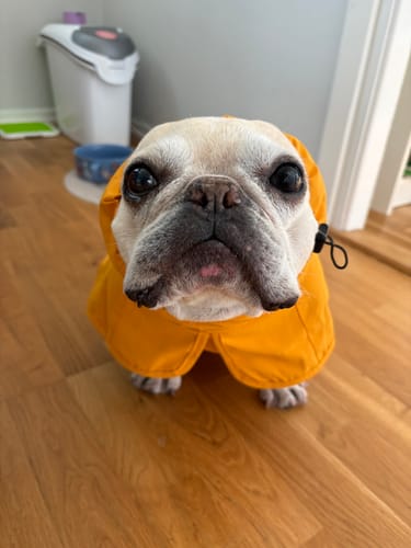 Customer photo review of Breatheshield™ Dog Raincoat (Multi-Color)