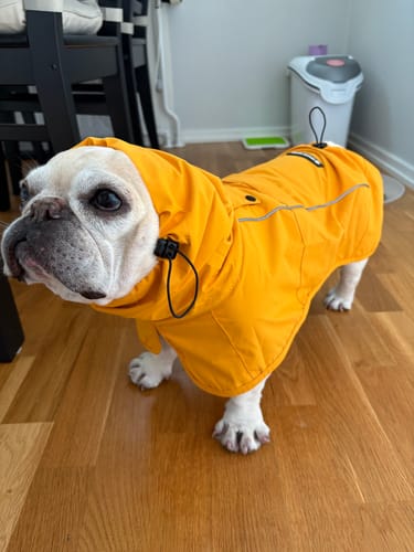 Customer photo review of Breatheshield™ Dog Raincoat (Multi-Color)