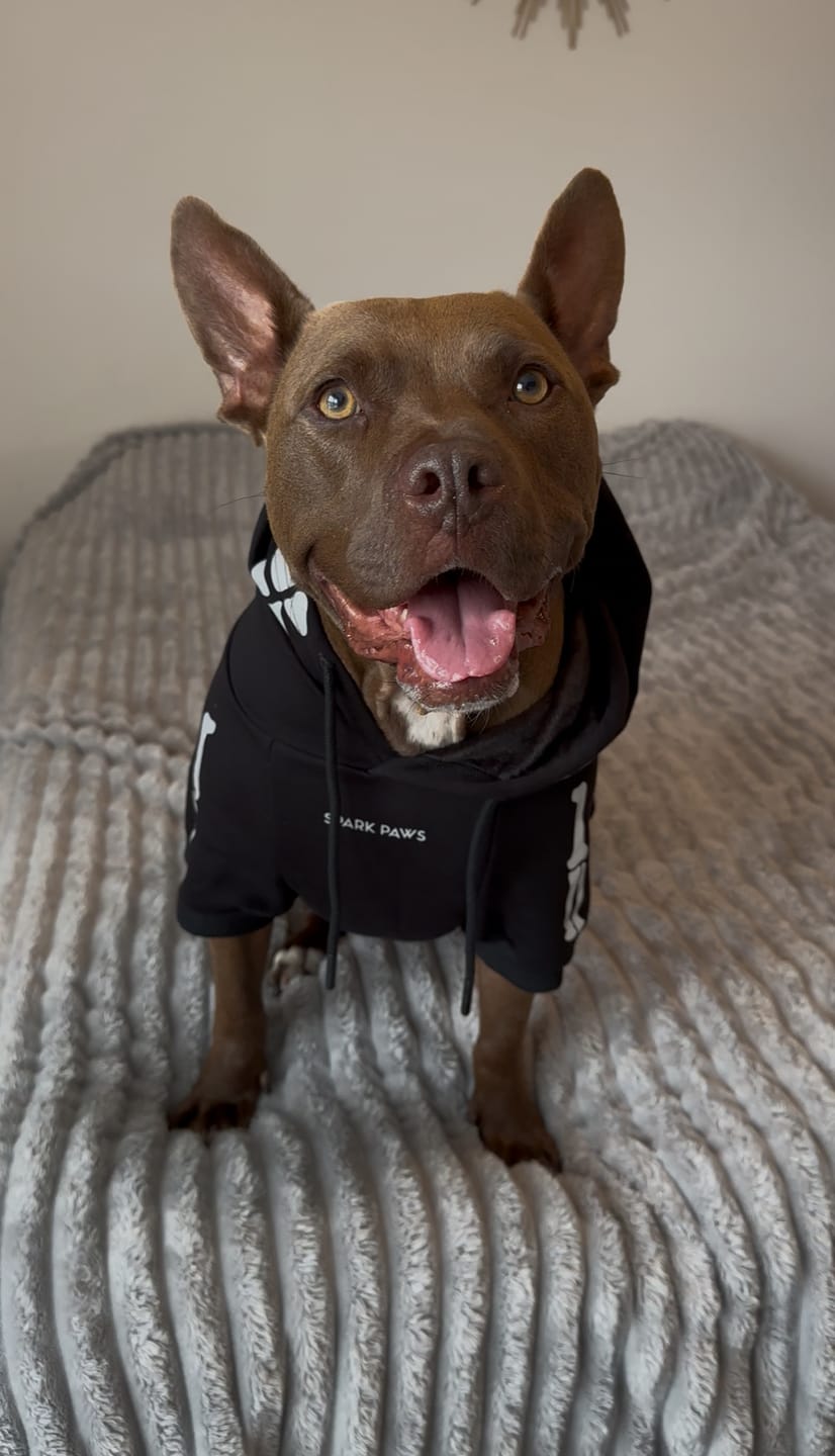 Customer photo review of Halloween Dog Hoodie - Reflective Skeleton