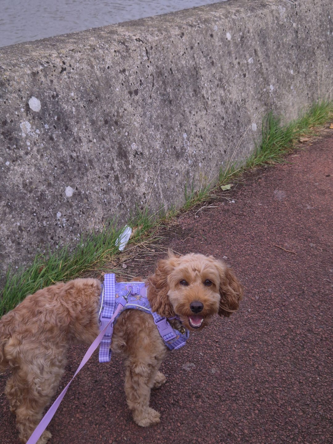 Customer photo review of Tough Trails™ Harness - Walkies Ready® Lavender Lilac