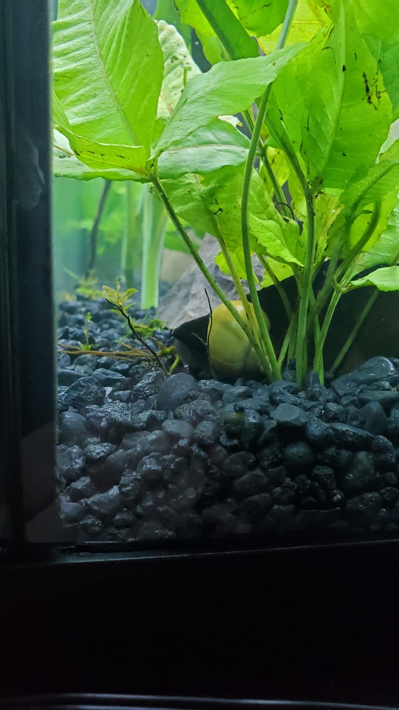 Customer photo review of Jade Mystery Snail