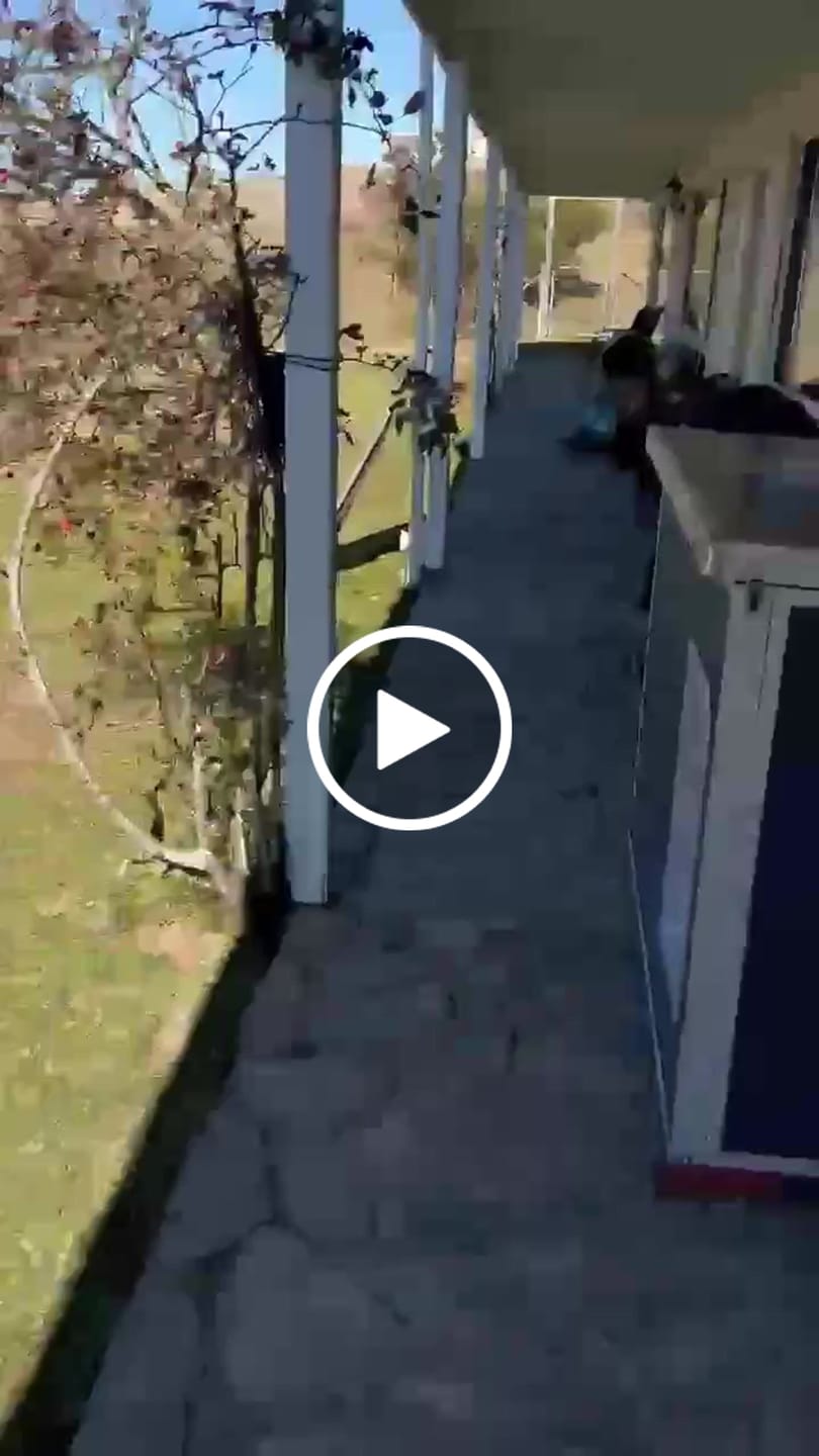 Customer video review of CozyCube Coldroom Panel Insulated Dog House