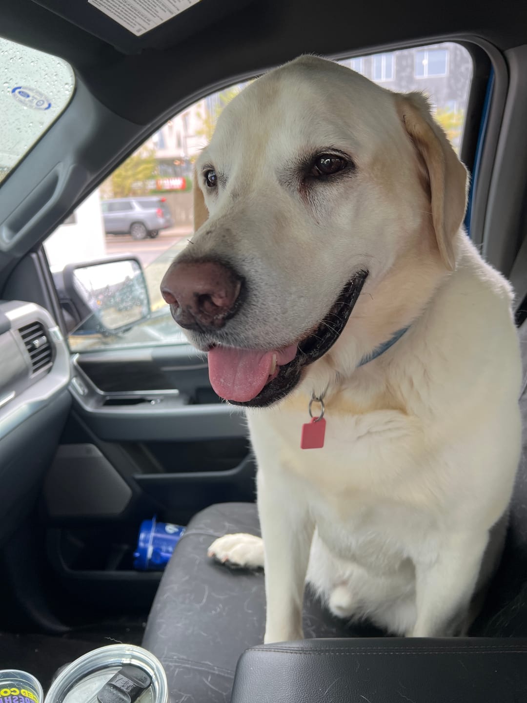 Customer photo review of Topper Plus: Ostrich & Beetroot (3oz) – The Flavorful, Gut-Healthy Superfood Boost for Your Dog's Kibble