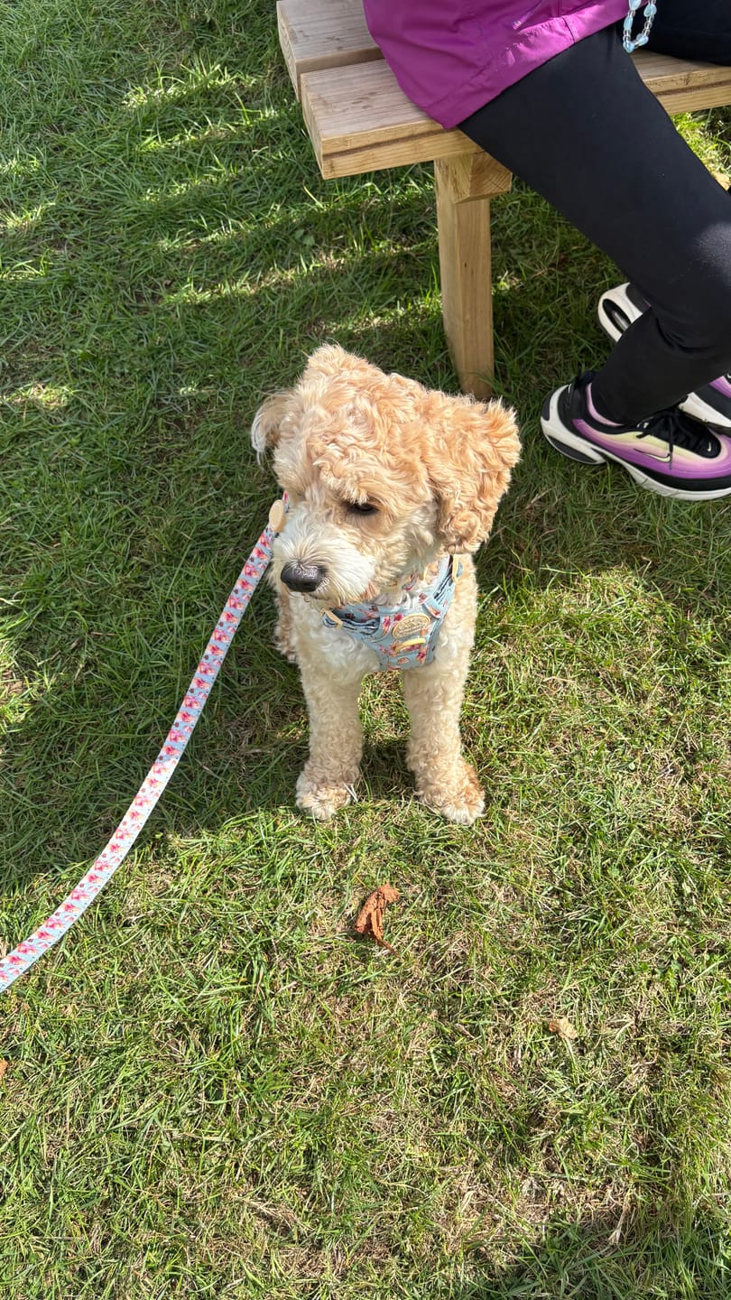 Customer photo review of Disney© Tough Trails™ Harness - Winnie The Pooh
