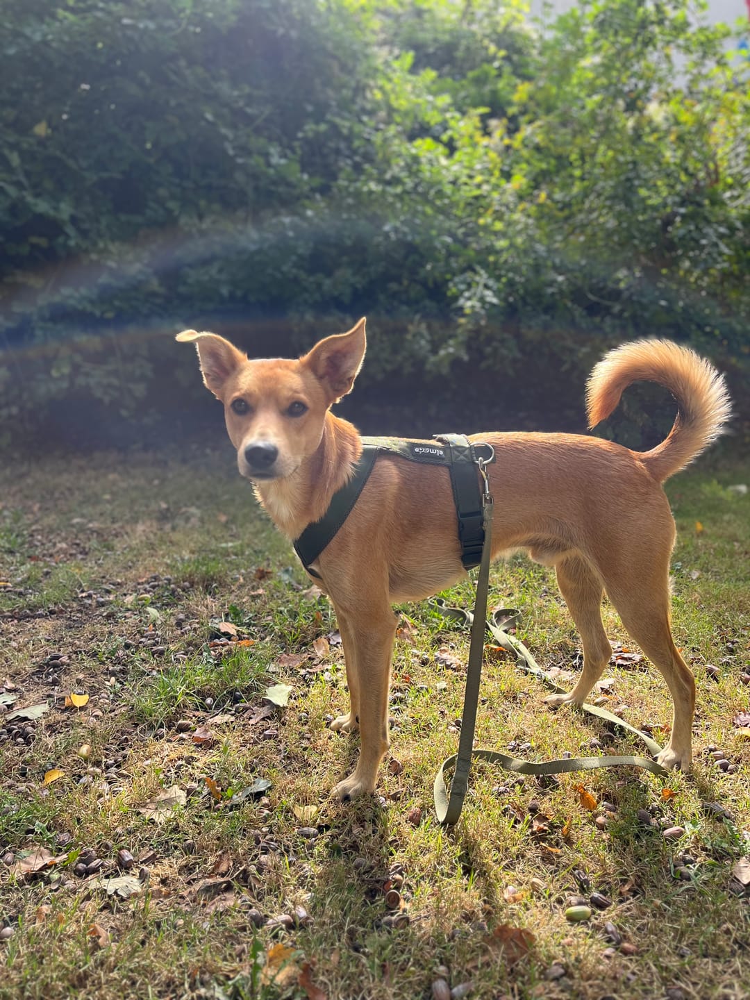 Customer photo review of Windhundgeschirr FUN "Mountain Green"