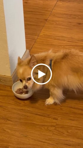 Customer video review of Frischfutter für Energiebedarf von 163 kCal/Tag