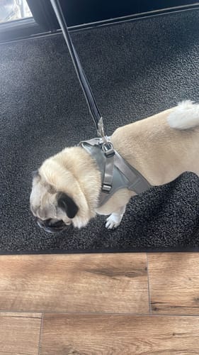 Mrs J. review of Boomerang Harness - XS-M Breeds - Grey image 1 out of 1