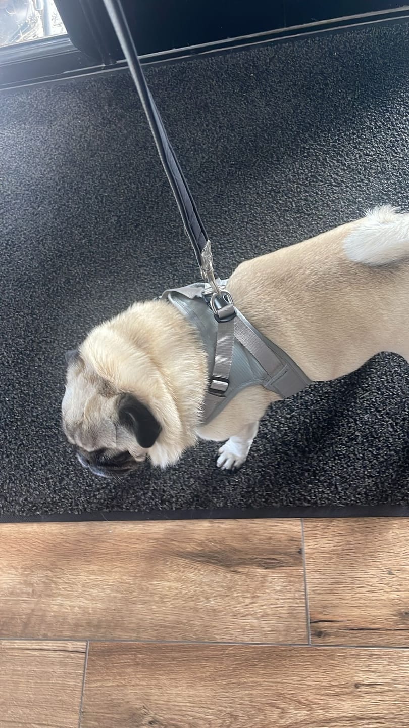 Customer photo review of Boomerang Harness - XS-M Breeds - Grey