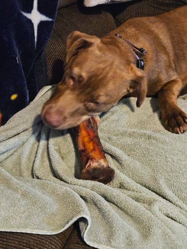 Customer photo review of Smoked Beef Marrow Bone