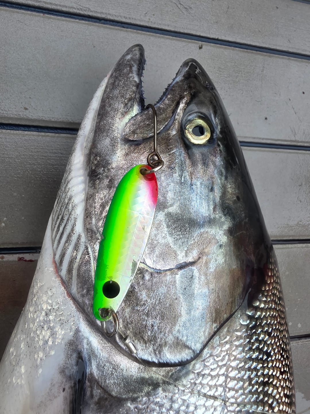 Customer photo review of G Force Shimmer Series