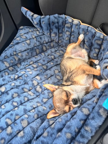 Customer photo review of Upgrade - Allergietest Hund