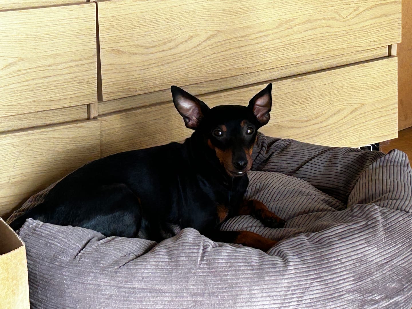 Customer photo review of Staey - Luna 3.0 Hundeseng, Taupe Fløjl