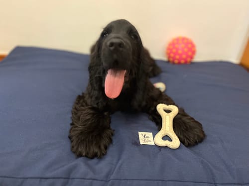 Customer photo review of Materassino Sfoderabile Cotone Unito Siena Navy