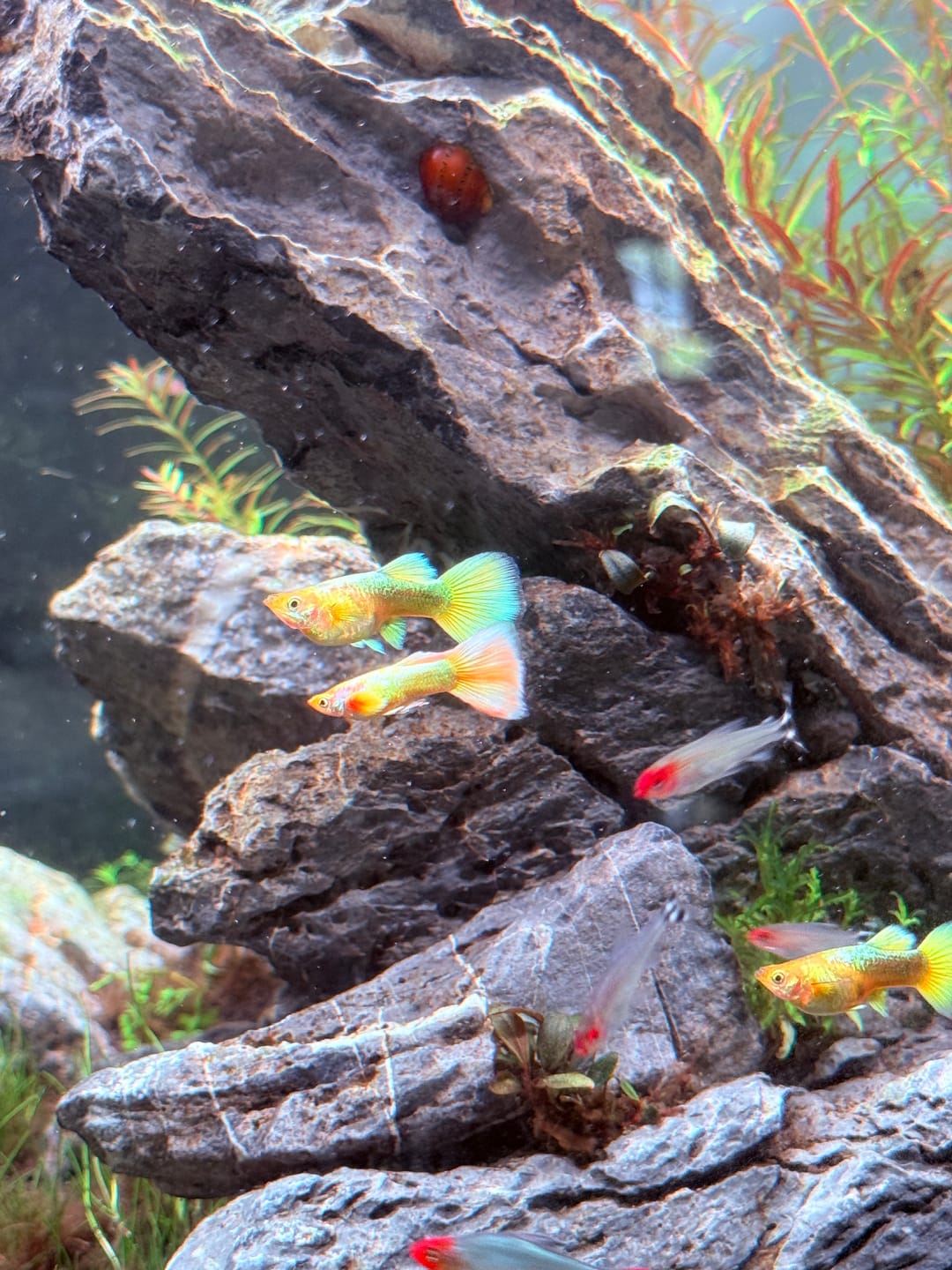 Customer photo review of Full Gold Guppy Fish