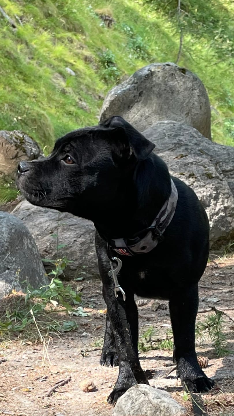 Customer photo review of Staffordshire Bull Terrier 1935® Nylon Collar - Stryda Edition - Urban Camo