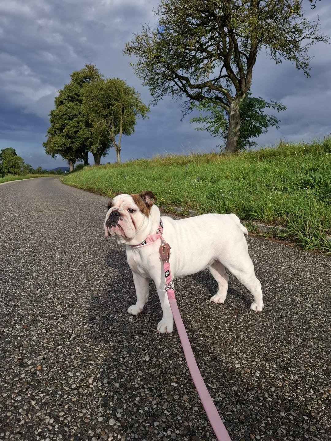Customer photo review of 1.4m Lighter Swivel Combat Lead | Anti-Tangle & Secure Clip - Pink x Pink