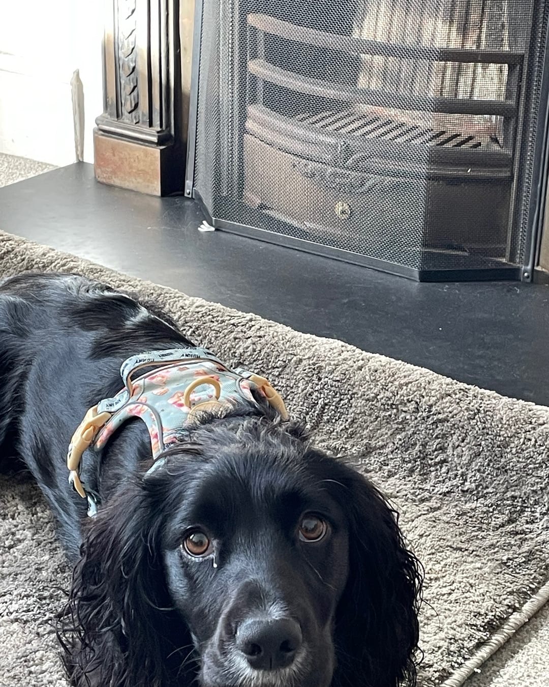 Customer photo review of Disney© Tough Trails™ Harness - Winnie The Pooh