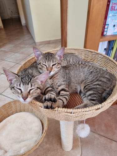 Customer photo review of Arbre à Chat - Perchoir Poilu