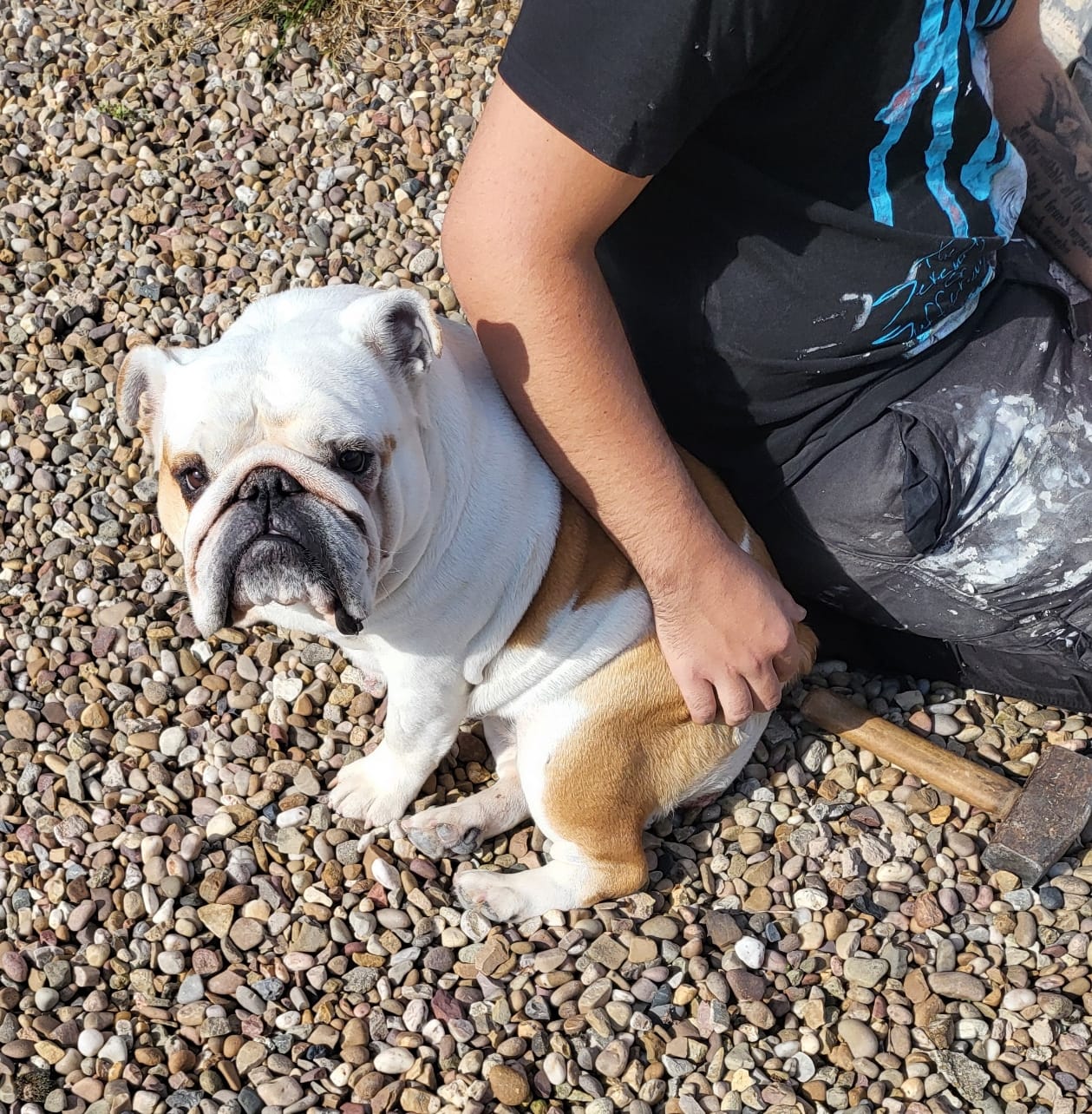 Customer photo review of PureBlend Hip and Joint Chews for Dogs