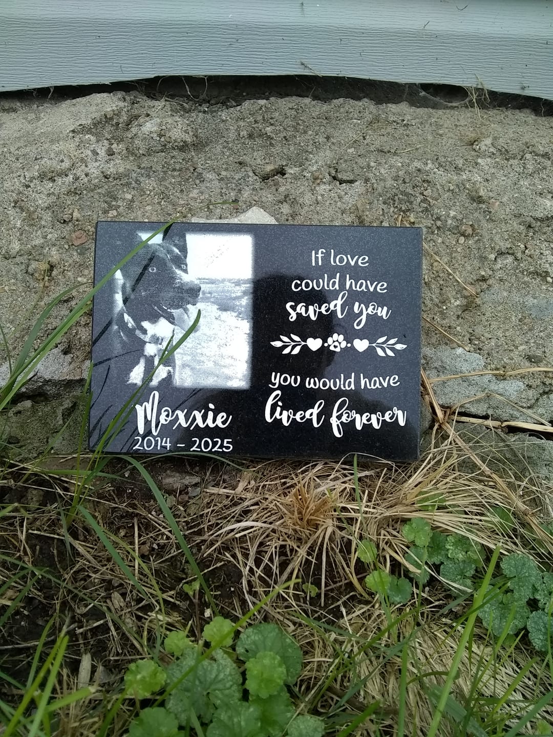 Customer photo review of Outdoor Personalized Dog Memorial Plaque If Love Could Have Saved You Personalized Outdoor Plaque