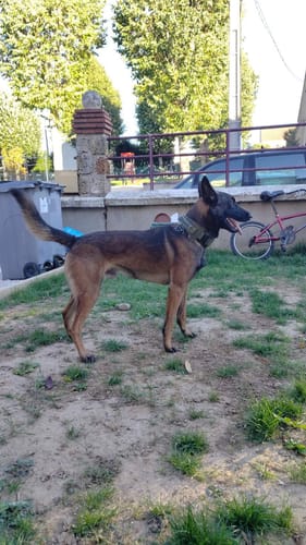 Customer photo review of Collier chien militaire - TactiK9 v2 : Réglable et ultra-résistant