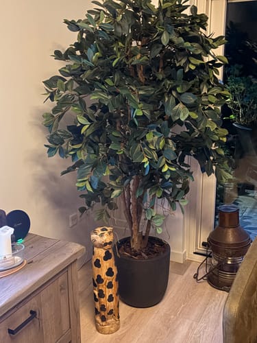 Customer photo review of Ficus Kunstplant 180cm