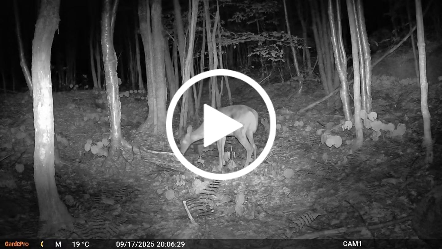 Customer video review of GardePro X66 Pro Cellular Trail Camera