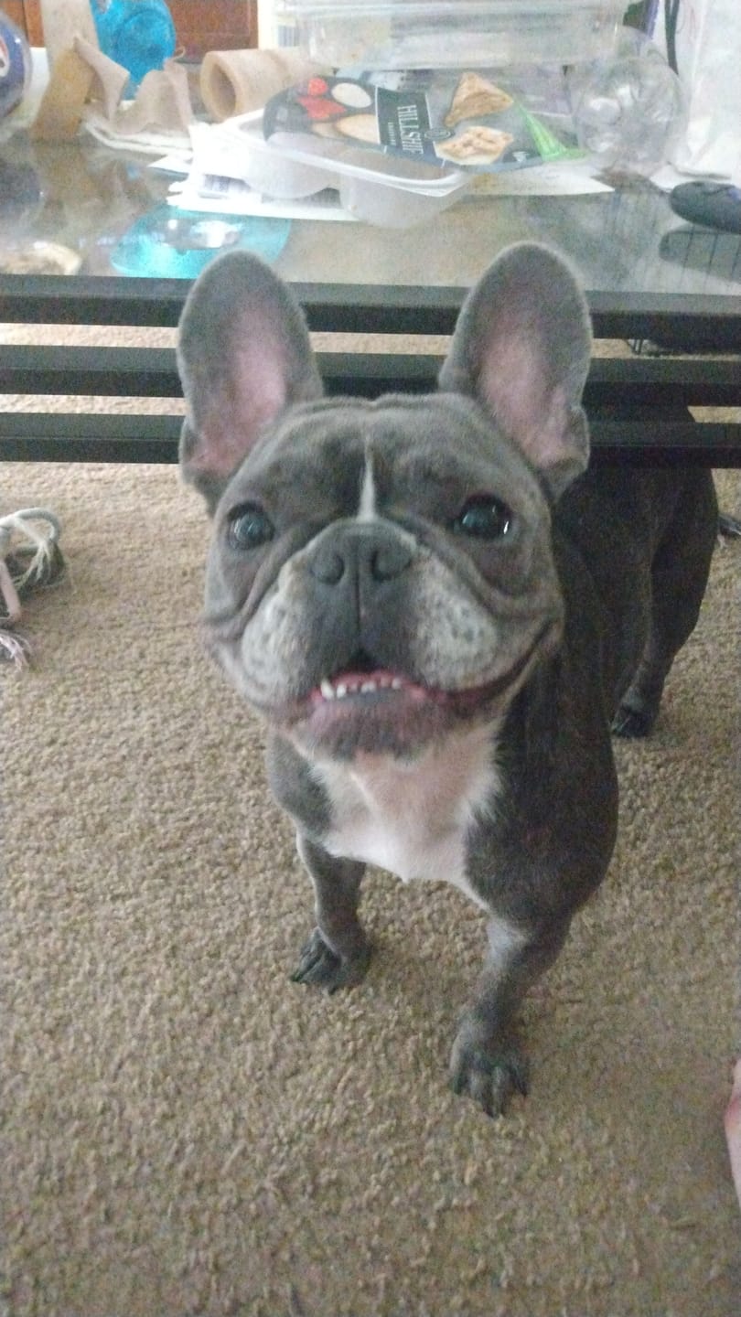 Customer photo review of Canine NutriGreens