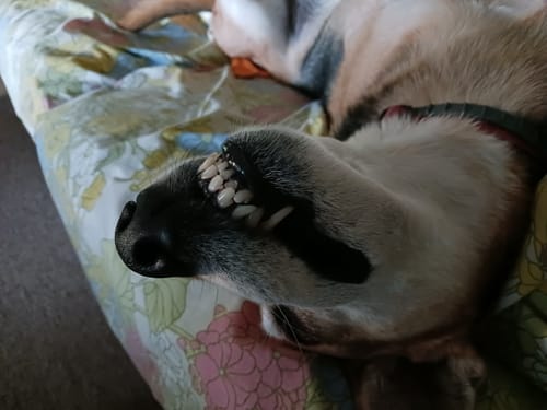 Customer photo review of DE-01 Dental Dogbiotic