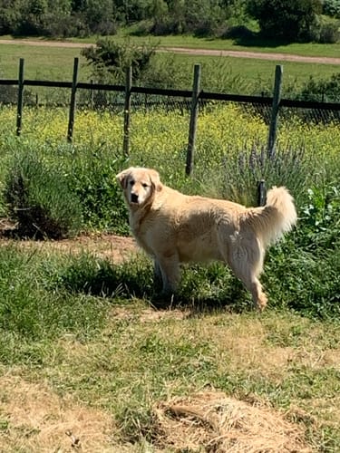 Customer photo review of AMITY IBERIAN PORK PERRO ADULTO 14 KILOS