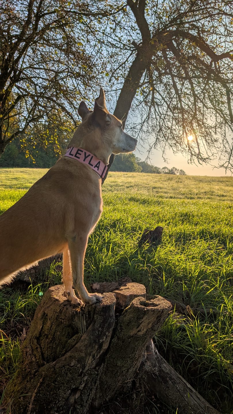 Customer photo review of 5cm Combat® Collar | NO Handle & Secure Clip - Pink