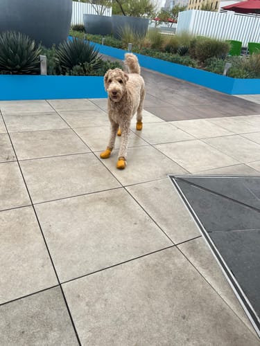 Customer photo review of WagWellies® by wagwear