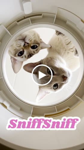 Customer video review of Pet Air Purifier