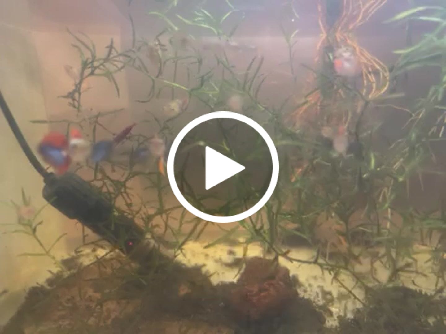 Customer video review of Dumbo Red Tail Guppy Fish
