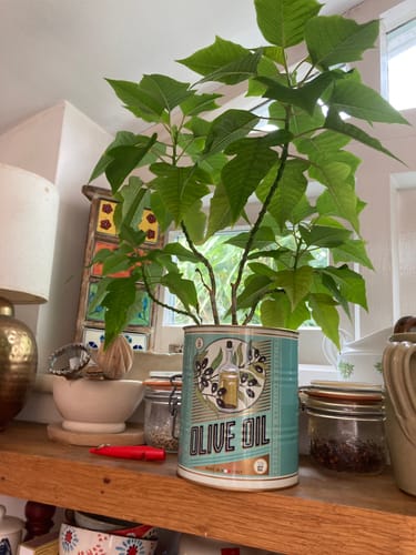 Customer photo review of Storage Tins (Set of 2) - Masala And Javitri