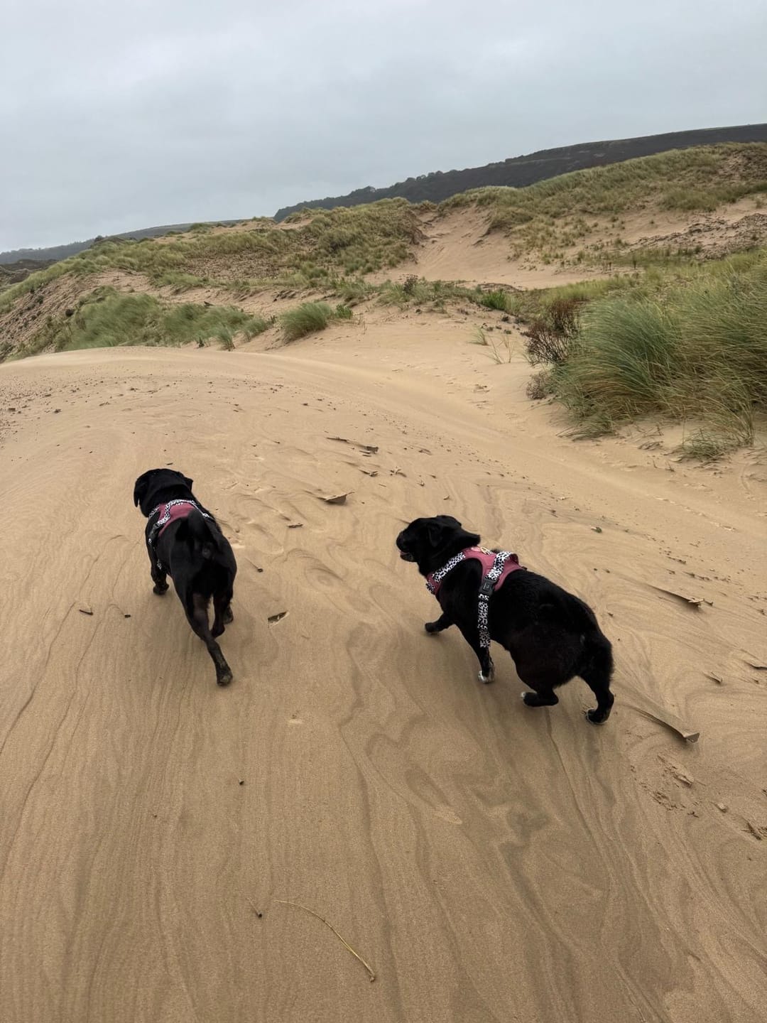 Customer photo review of Luxe Collection | 3-Click Tough Harness | Berry Dalmatian