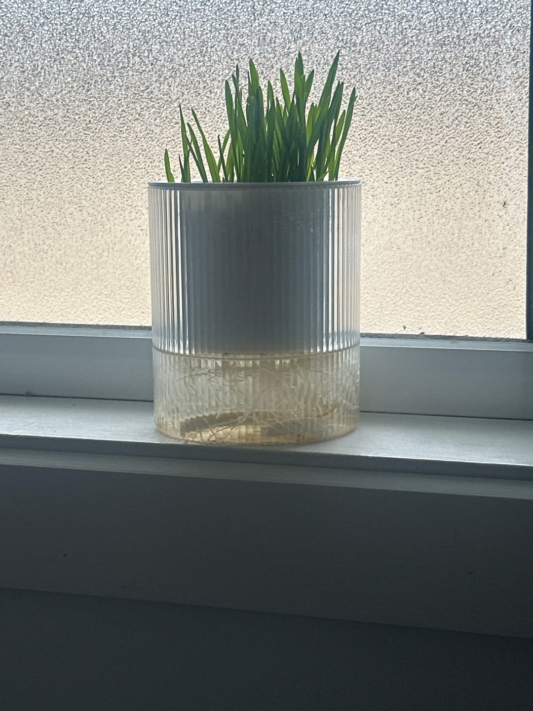 Customer photo review of Michu Cat Grass Seed Replacement Pack - The Ultimate Solution for Lush and Healthy Cat Grass Growth in Australia
