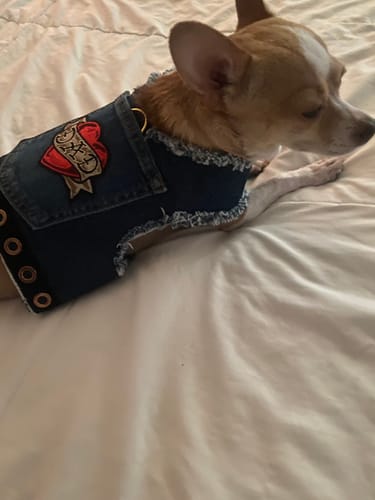 Customer photo review of LOVE DAD Harness