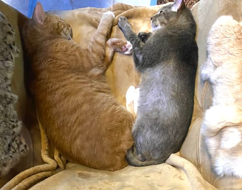 Customer photo review of 6x Blisso Advanced Cat Probiotic