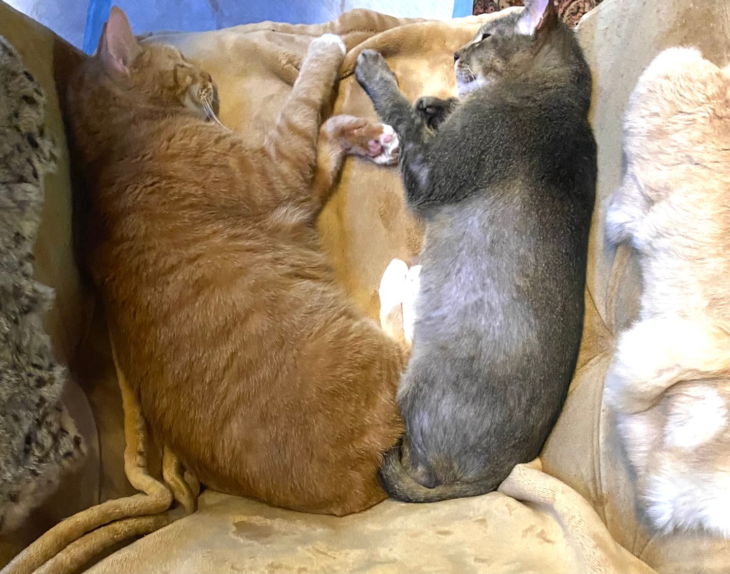Customer photo review of 6x Blisso Advanced Cat Probiotic