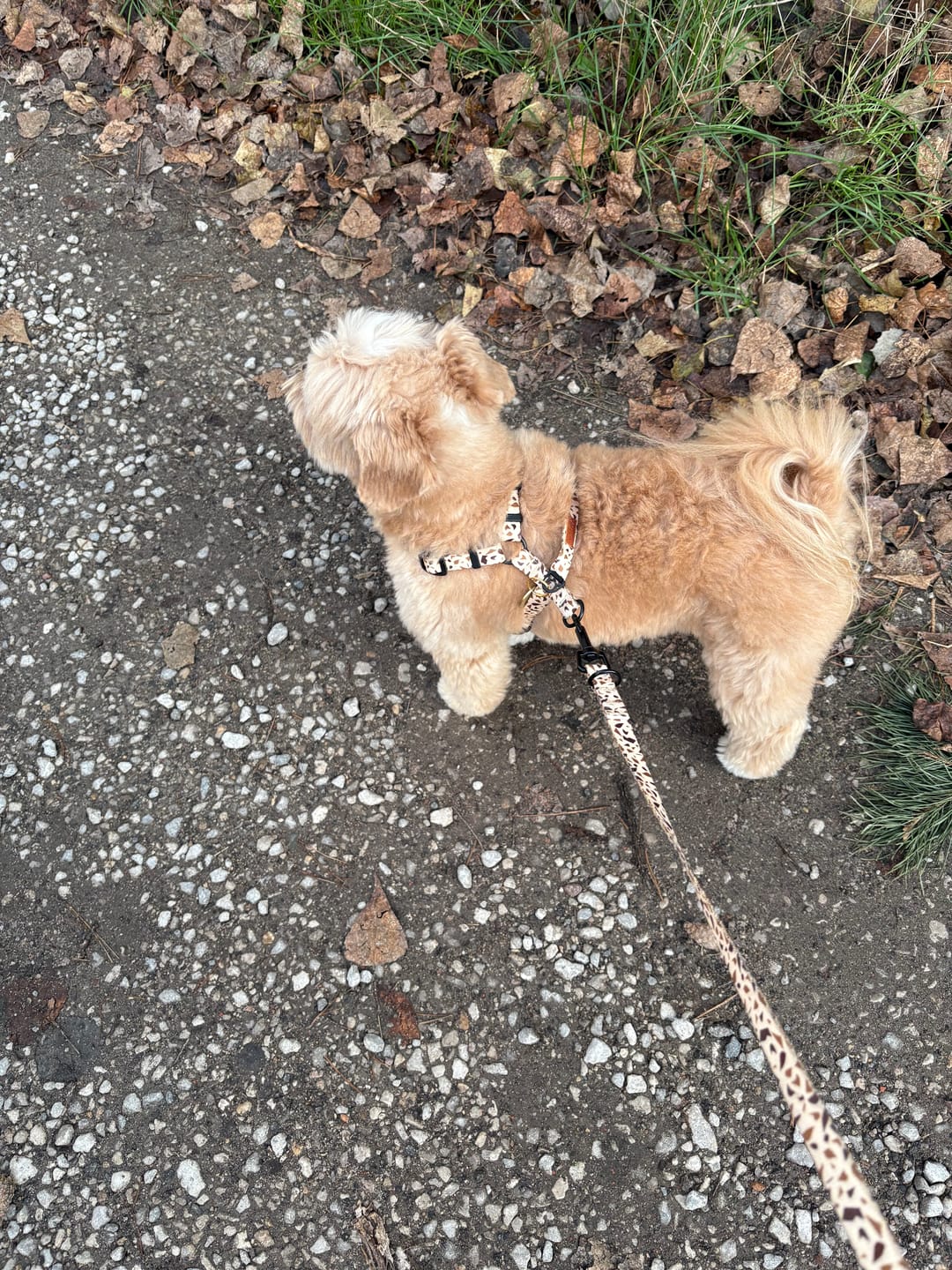 Customer photo review of Szelki guard "Beige Terrazzo" - czarne okucia
