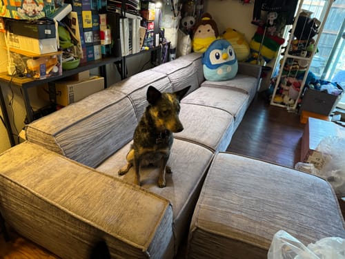 Customer photo review of M1 Sofa Sectional