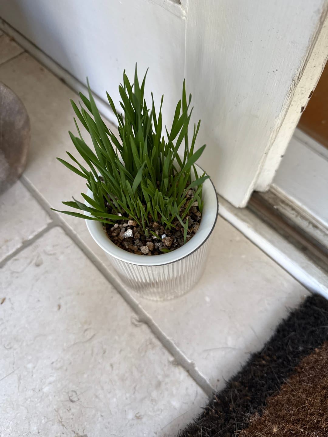 Customer photo review of MICHU All-in-One Soil-Free Cat Grass Grow Kit with Australian Seed and Mulch, Made in Australia