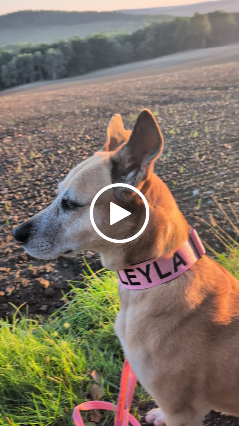 Customer video review of Training Double Ended Dog Lead | 2m Length -  Pink